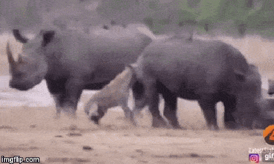Video: Rùng mình cảnh linh cẩu đói ăn rỉa thịt tê giác nặng gấp mình cả chục lần