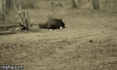 Video: Bị kẻ ăn thịt đáng sợ phục kích, bò tót nằm chờ chết dưới móng vuốt mãnh hổ