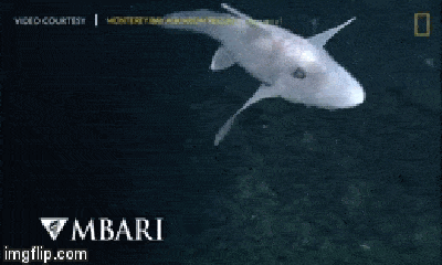 Video: Cá mập ma trong truyền thuyết bất ngờ xuất hiện dưới đáy đại dương
