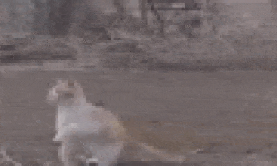 Video: Mèo tung 
