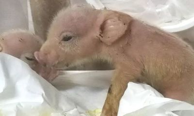 Trung Quốc: Lợn con lai khỉ lần đầu tiên được sinh ra