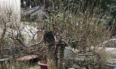 Người trồng đào Nhật Tân đang tất bật tuốt lá đón Tết 
