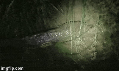 Video: Hổ mang chúa nuốt chửng trăn vua trong đêm