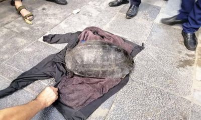 Người đàn ông câu trộm rùa nặng hơn 10kg ở Hồ Gươm