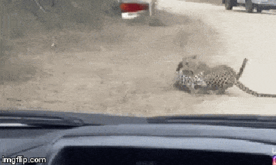 Video: Cuộc chiến khốc liệt một mất một còn giữa 2 con báo hoa mai