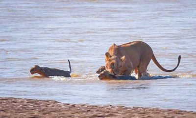 Video: Sư tử mẹ liều mình cứu con khỏi dòng nước lũ 