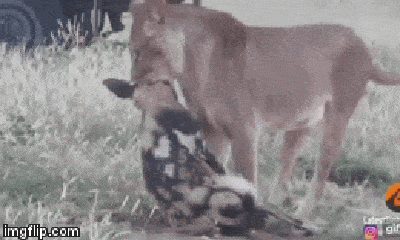 Video: Sư tử sơ hở bị chó hoang châu Phi lừa một vố đau 