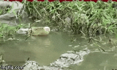 Video: Đụng độ kẻ thù không đội trời chung, trăn gấm và cá sấu lao vào tử chiến