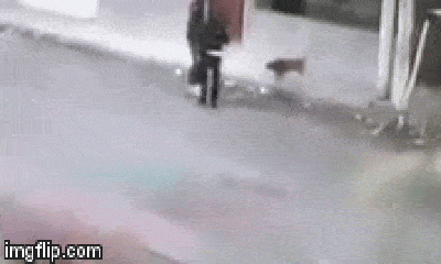 Video: Hành động của 2 chú chó khi thấy cướp chĩa súng vào người phụ nữ khiến nhiều người nể phục