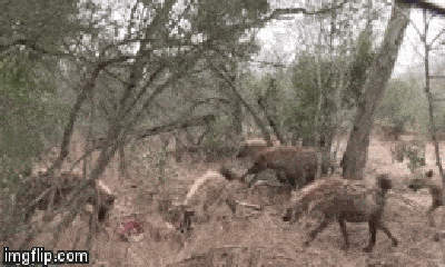 Video: Vừa săn được lợn bướu, báo hoa mai vội vàng bỏ chạy khi gặp linh cẩu háu đói