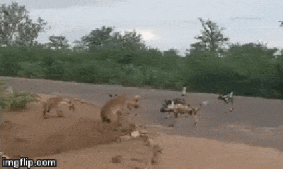 Video: Mẹ con linh cẩu đi lạc, bị đàn chó hoang bao vây