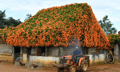 Ngôi nhà phủ hoa chùm ớt ở Lâm Đồng 