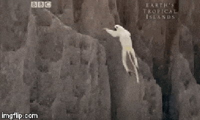 Video: Vượn cáo sifaka áp dụng kỹ năng sống con trên vách đá tử thần để kiếm ăn