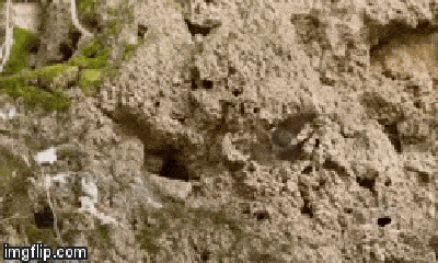 Video: Rắn đuôi nhện ẩn mình trong hang, tung cú đớp 