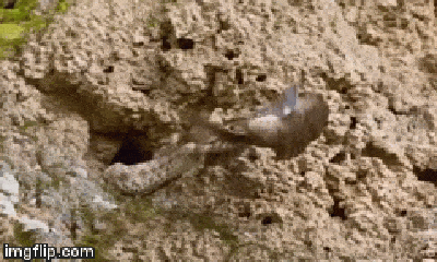 Video: Rắn đuôi nhện tung chiêu đòn hiểm ác, tóm gọn chim ruồi