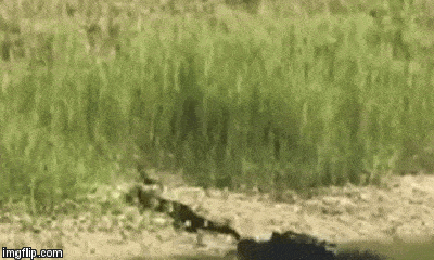 Video: Cá sấu mõm ngắn tung tuyệt chiêu quật chết rắn lục trong tích tắc