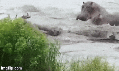 Cuộc chiến sinh tồn: Bị đàn cá sấu ngoạm cổ, linh dương đầu bò vẫn 