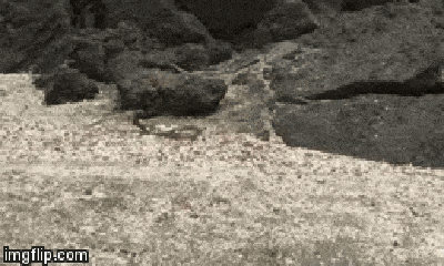Video: Bị đàn rắn độc truy sát, liệu kỳ nhông có thoát được 