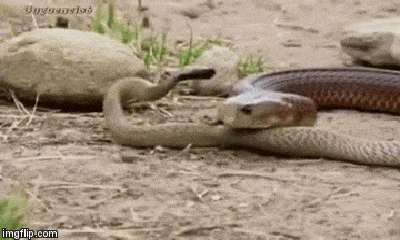 Video: Tung cú đớp tử thần, hổ mang chúa trở thành nỗi khiếp sợ của rắn độc Taipan