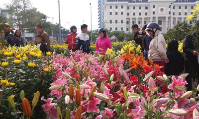 Điểm danh những loại hoa, cây cảnh chứa chất cực độc cần cẩn thận ngày Tết