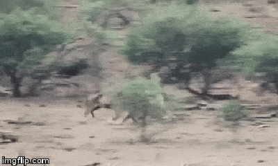 Video: Lạc bước vào lãnh địa của kẻ thù, sư tử già bị hành hạ thừa sống thiếu chết