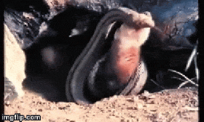 Video: Rắn cả gan chui vào hang ăn thịt chồn và cái kết đắng