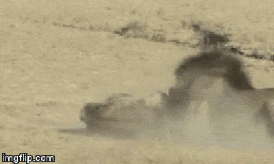 Video: Linh cầu rơi vào nanh vuốt của sư tử và cái kết thê thảm
