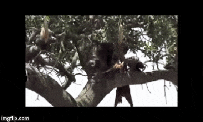 Video: Báo hoa mai bị khỉ đầu chó 