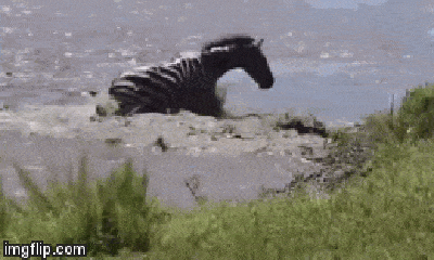 Video: Bị cặp hàm tử thần của cá sấu khóa cứng chân, ngựa vằn bất lực chịu án tử