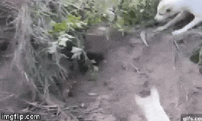 Video: Rơi vào thế hạ phong, cầy Mangut chết thảm dưới hàm răng sắc bén của 3 chó nhà