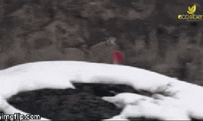 Video: Đại bàng đầu bạc ngang nhiên cướp miếng ăn ngay trên miệng sói xám