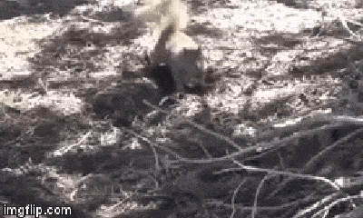 Video: Bị sóc tung đòn hiểm tấn công, rắn đuôi chuông cúp đuôi bỏ chạy
