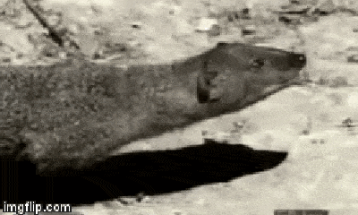 Video: Hạ gục rắn hổ mang cực độc trong nháy mắt, cầy Mangut kéo xác nạn nhân đi giấu