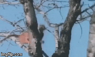Video: Báo hoa mai lao như đạn bắn hạ gục khỉ đầu chó trong nháy mắt