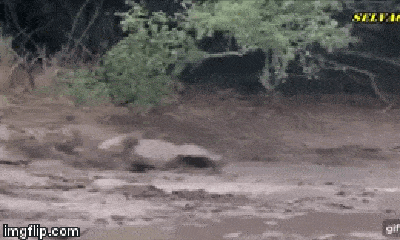 Video: Rắn mamba đen tung đòn hạ sát khiến sư tử quằn quại giữ đống bùn lầy, đàn con bất lực chỉ biết lặng lẽ đứng nhìn