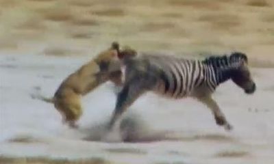 Video: Bị phục kích bất ngờ, ngựa vằn tung vó đá thẳng mặt sư tử