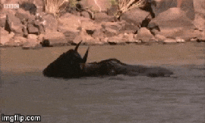 Video: Cá sấu tung cú đớp 