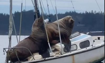 Cặp sư tử biển khổng lồ thảnh thơi phơi mình, suýt nhấn chìm thuyền trên biển