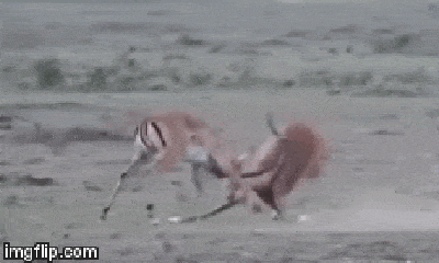 Video: Mải giao đấu, linh dương bị sư tử phục kích rồi xơi tái trong phút chốc