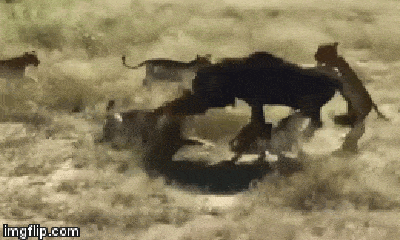 Video: Linh dương đầu bò rơi vào 