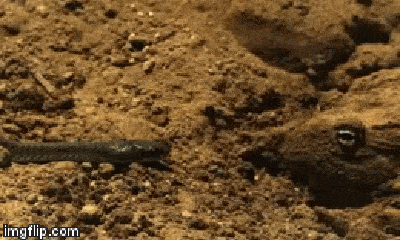 Video: Ếch yêu tinh khổng lồ chui từ dưới đất lên tấn công rắn lưỡi đỏ và cái kết bất ngờ