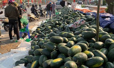 Giá nông sản xuất khẩu Trung Quốc rớt thảm vì “tắc đường”, hai bộ họp khẩn bàn cách giải cứu