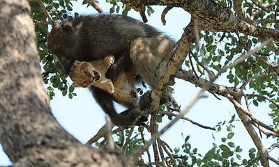Video: Khỉ đực già âu yếm ôm hôn, chăm sóc sư tử non như con đẻ