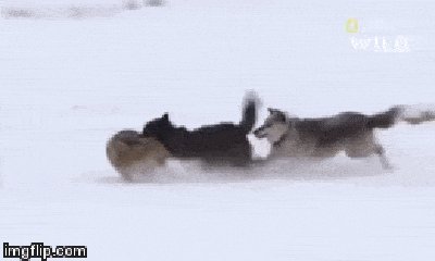Video: To gan ăn trộm thịt, sói đồng bị bầy sói xám trừng phạt tàn nhẫn