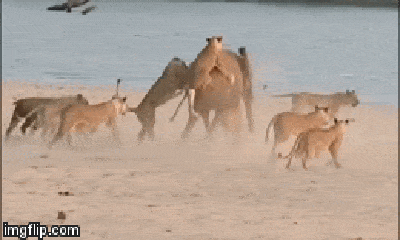 Video: Bị 14 con sư tử háu đói tấn công, voi con rơi vào thế 