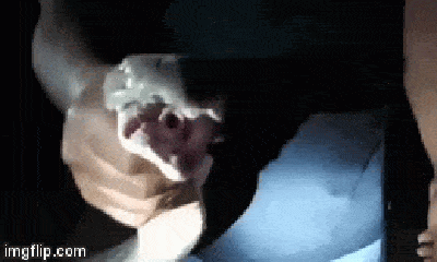 Video: Khống chế rắn hổ mang chúa hung dữ nặng 15kg ẩn nấp dưới gầm ô tô