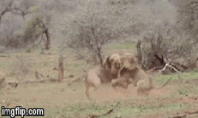 Video: Hai con sư tử đực đánh nhau chí tử để tranh giành bạn đời