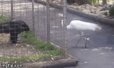 Video: Xem thường đại bàng bị nhốt trong lồng, con cò lập tức phải trả giá