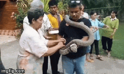 Video: Rắn hổ mang chúa dài gần 5m đột nhập nhà cặp vợ chồng già