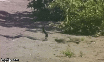 Video: Rắn hổ mang bị cầy Mangut chặn đường tấn công và cái kết đầy bí ẩn
